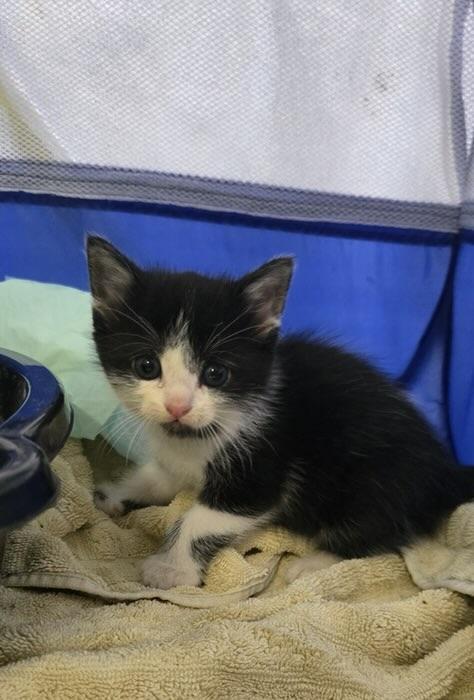 Mister Rogers, Adoptable, Kitten Male Domestic Short Hair.