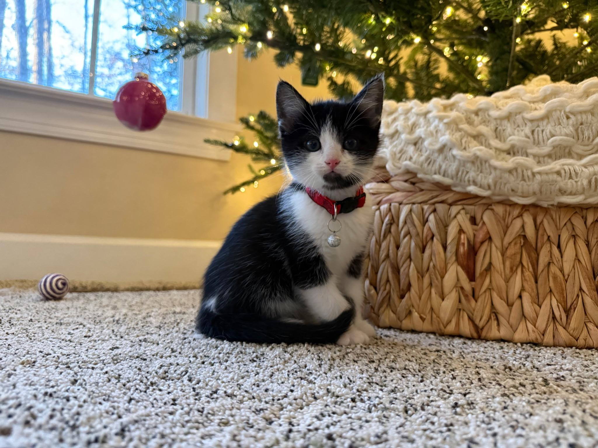 Mister Rogers, a Adoptable mixed breed in Davidson, NC image 2/2