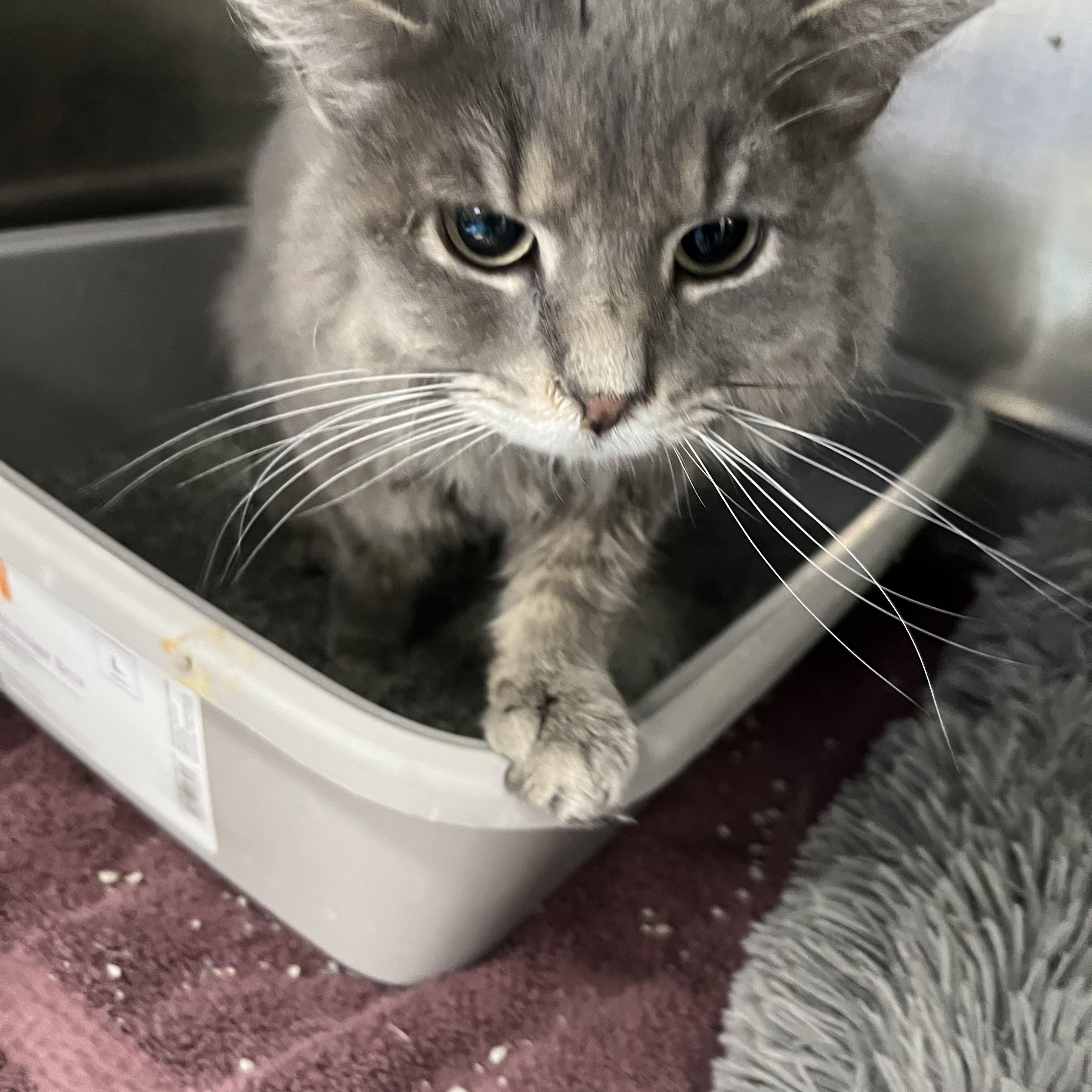 Nola, adopted, Young Female Tabby.