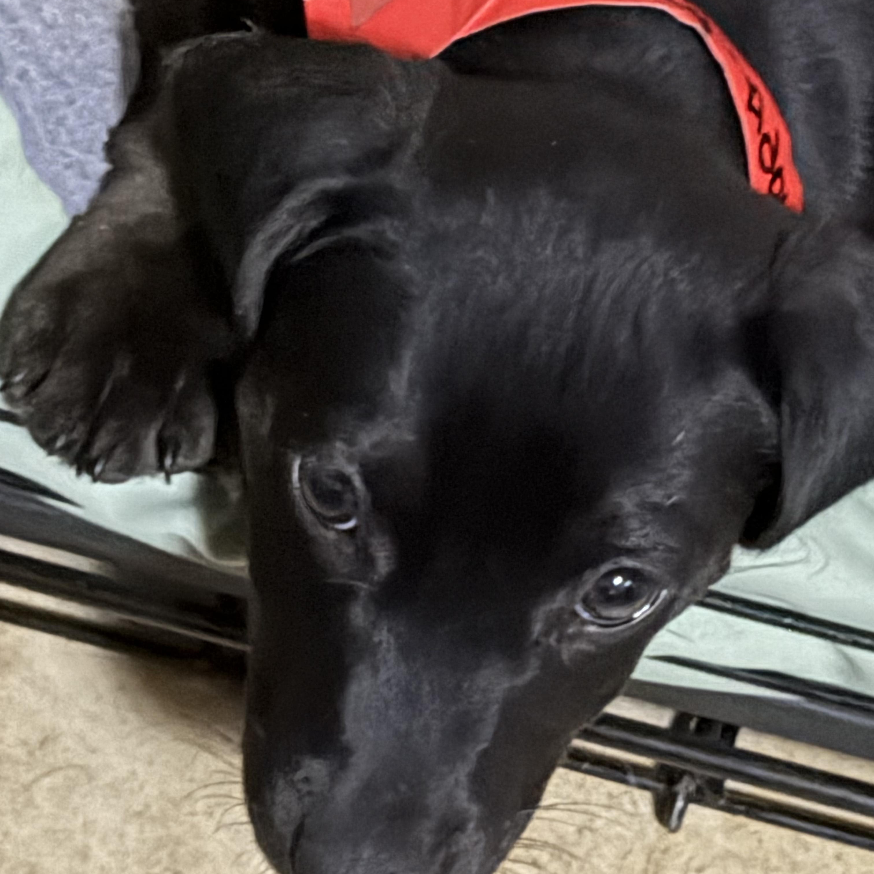 Craizy, a ADOPTABLE mixed breed in Phoenix, AZ image 2/2