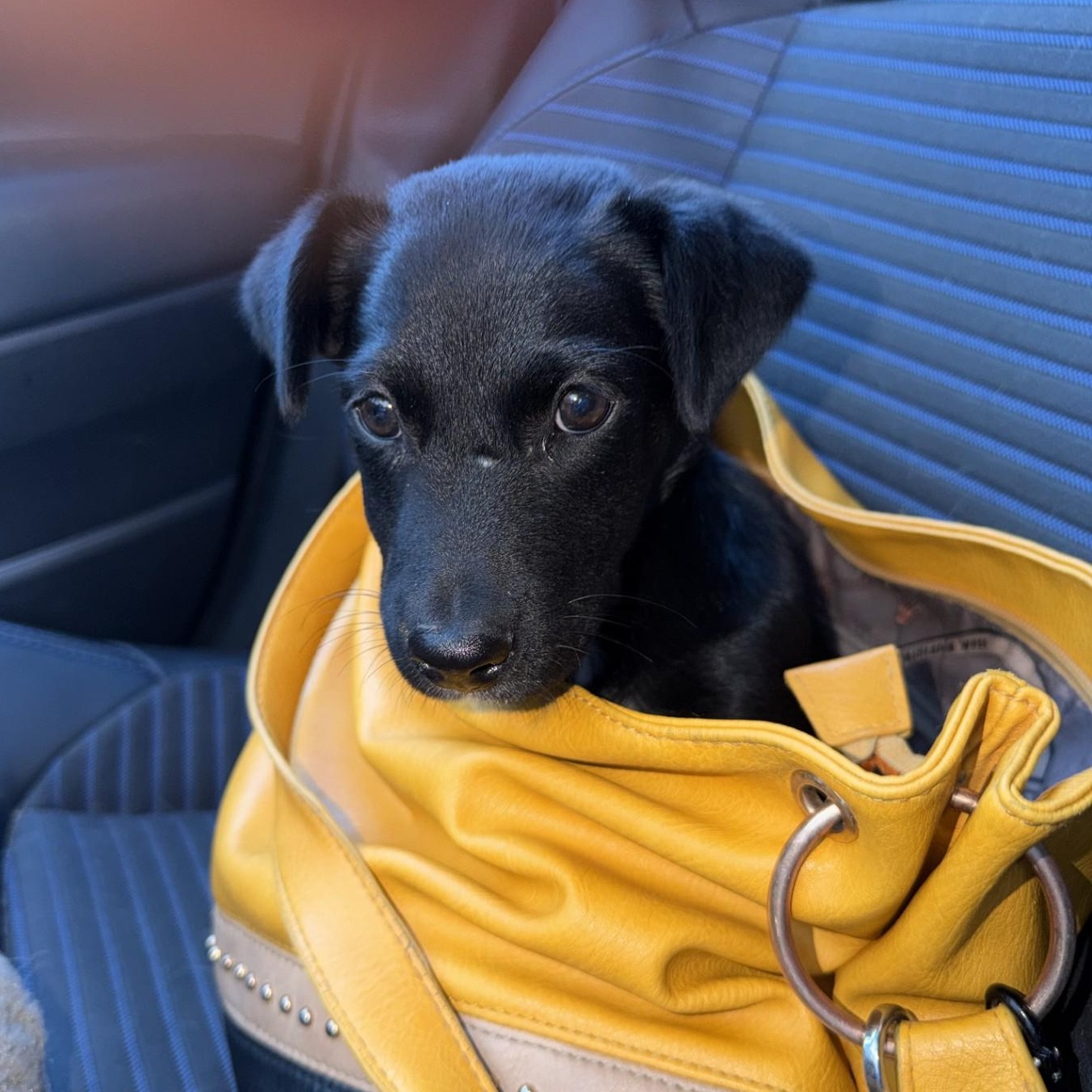 Craizy, adoptable, Puppy Female Dachshund & Cocker Spaniel.