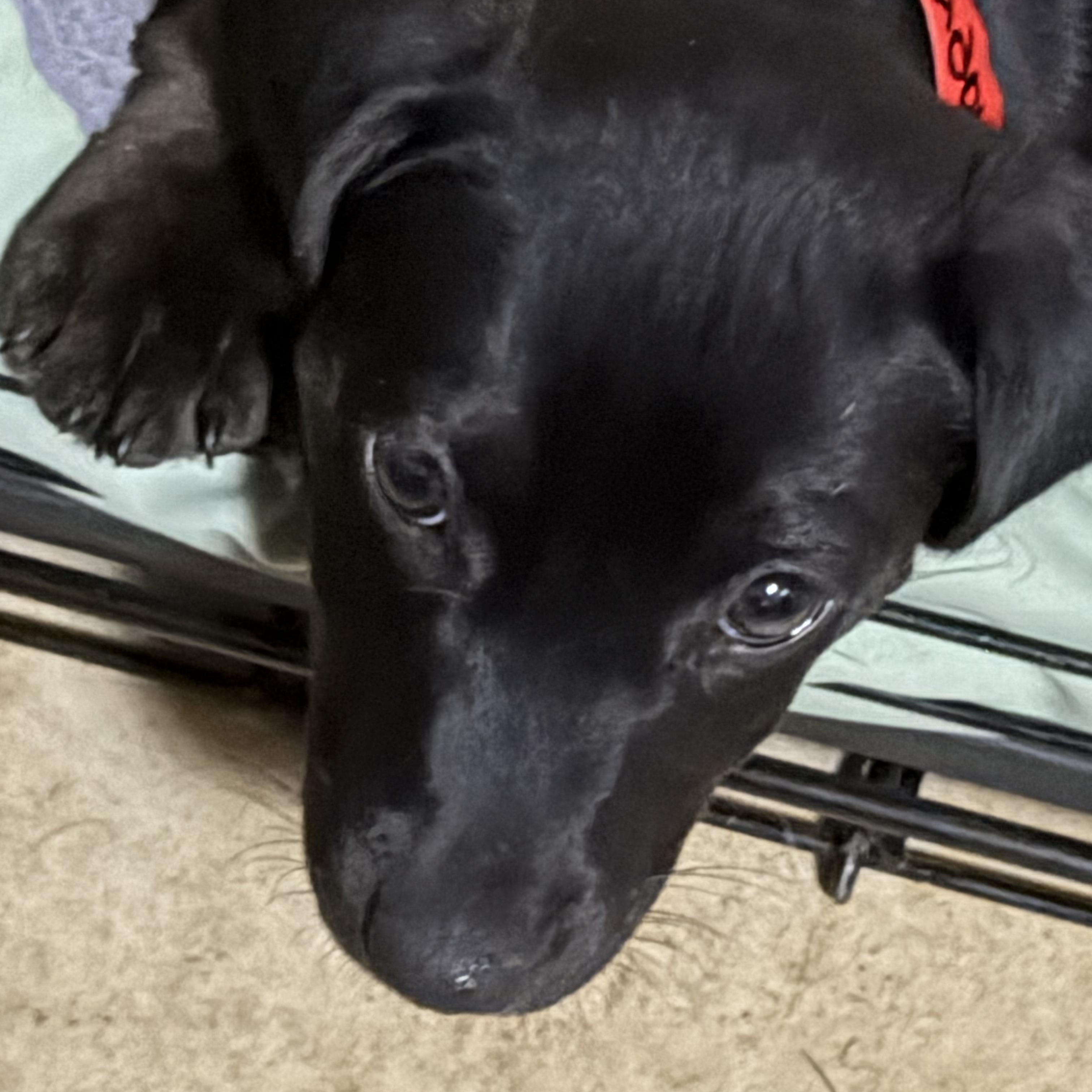 Enlarge Craizy, an adopted mixed breed in Phoenix, AZ image 4/4