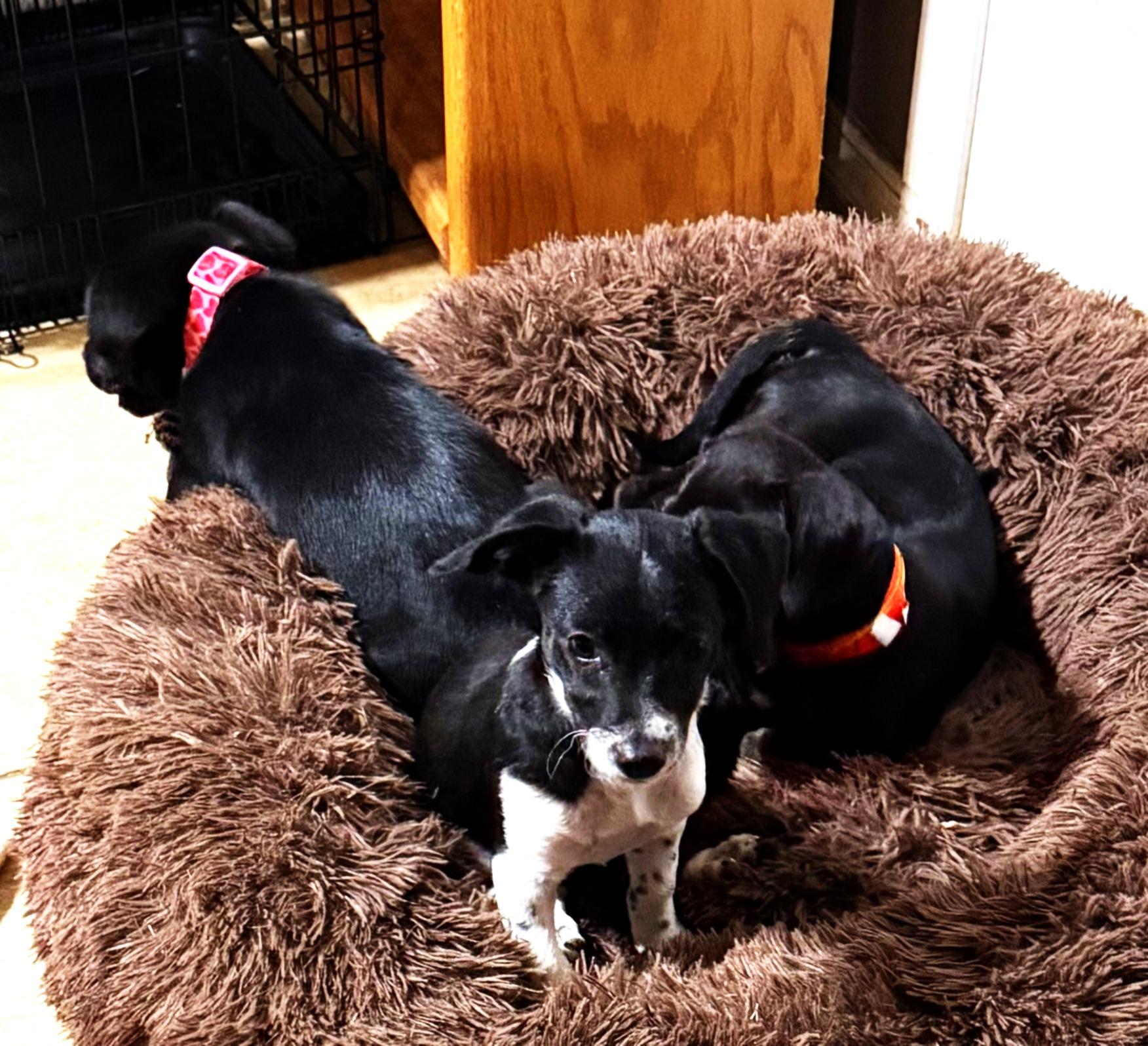 Enlarge Craizy, an adoptable mixed breed in Phoenix, AZ image 2/2