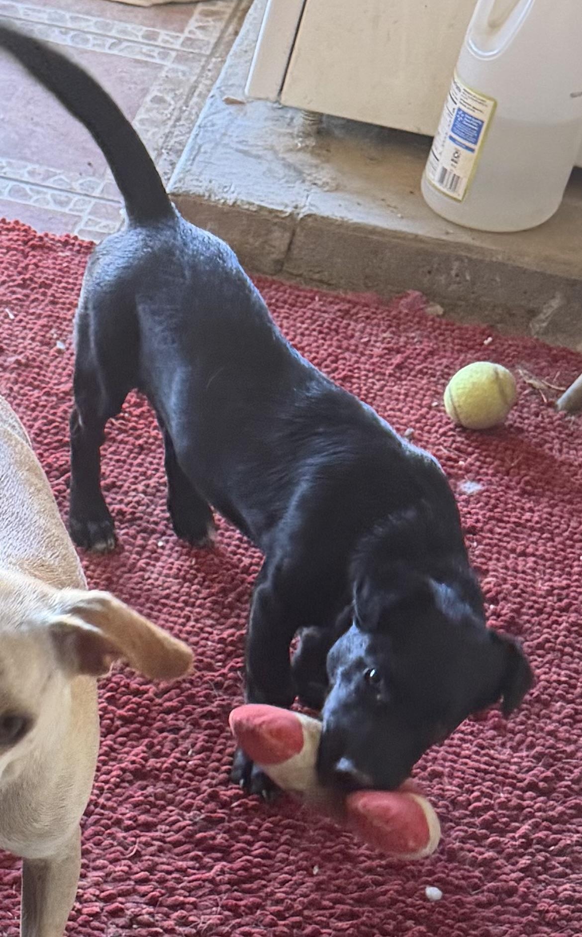 Craizy, adopted, Puppy Female Dachshund & Cocker Spaniel.