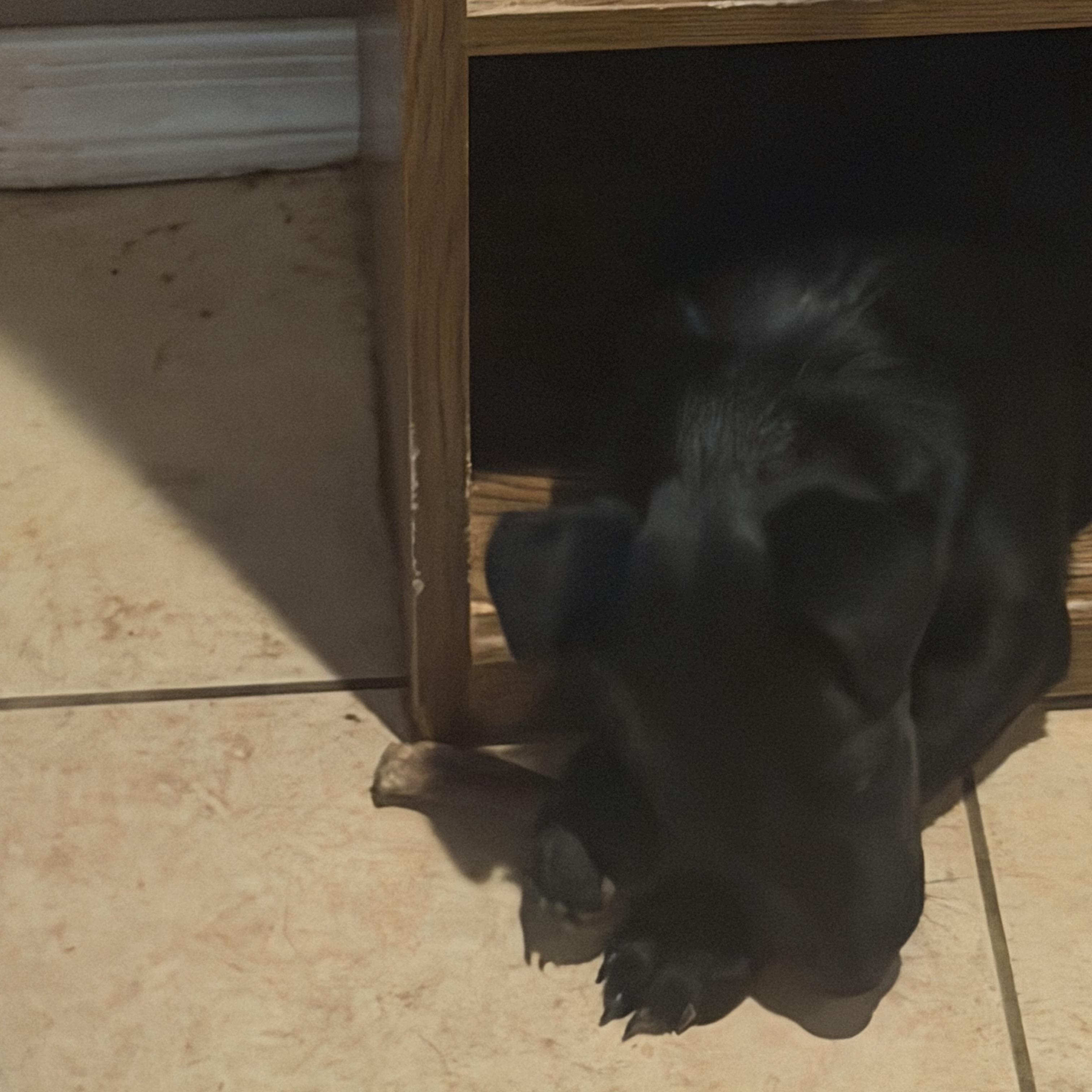 Enlarge Craizy, an adopted mixed breed in Phoenix, AZ image 3/4
