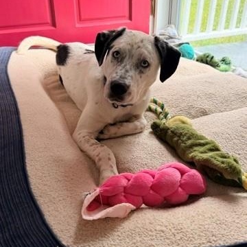 Enlarge Luke, a Adoptable mixed breed in Unionville, CT image 4/6