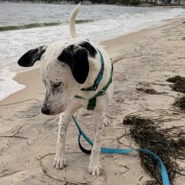 Enlarge Luke, a Adoptable mixed breed in Unionville, CT image 5/6
