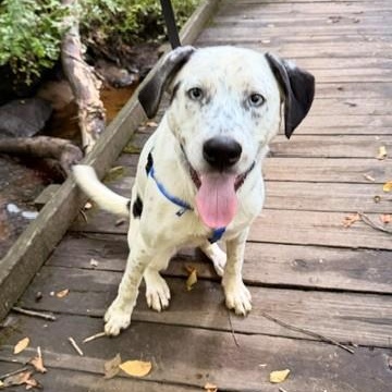 Enlarge Luke, a Adoptable mixed breed in Unionville, CT image 3/6
