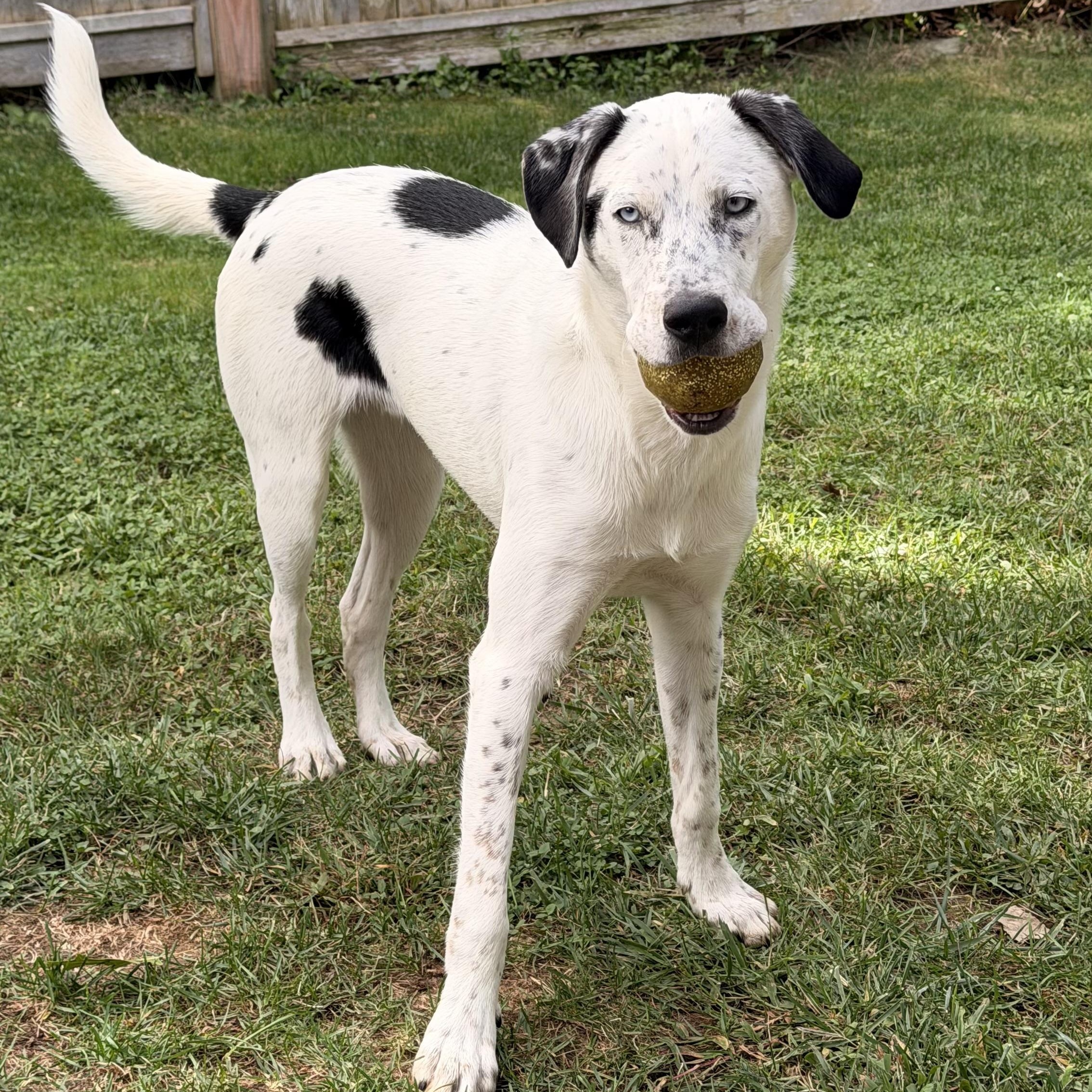 Enlarge Luke, a Adoptable mixed breed in Unionville, CT image 6/6
