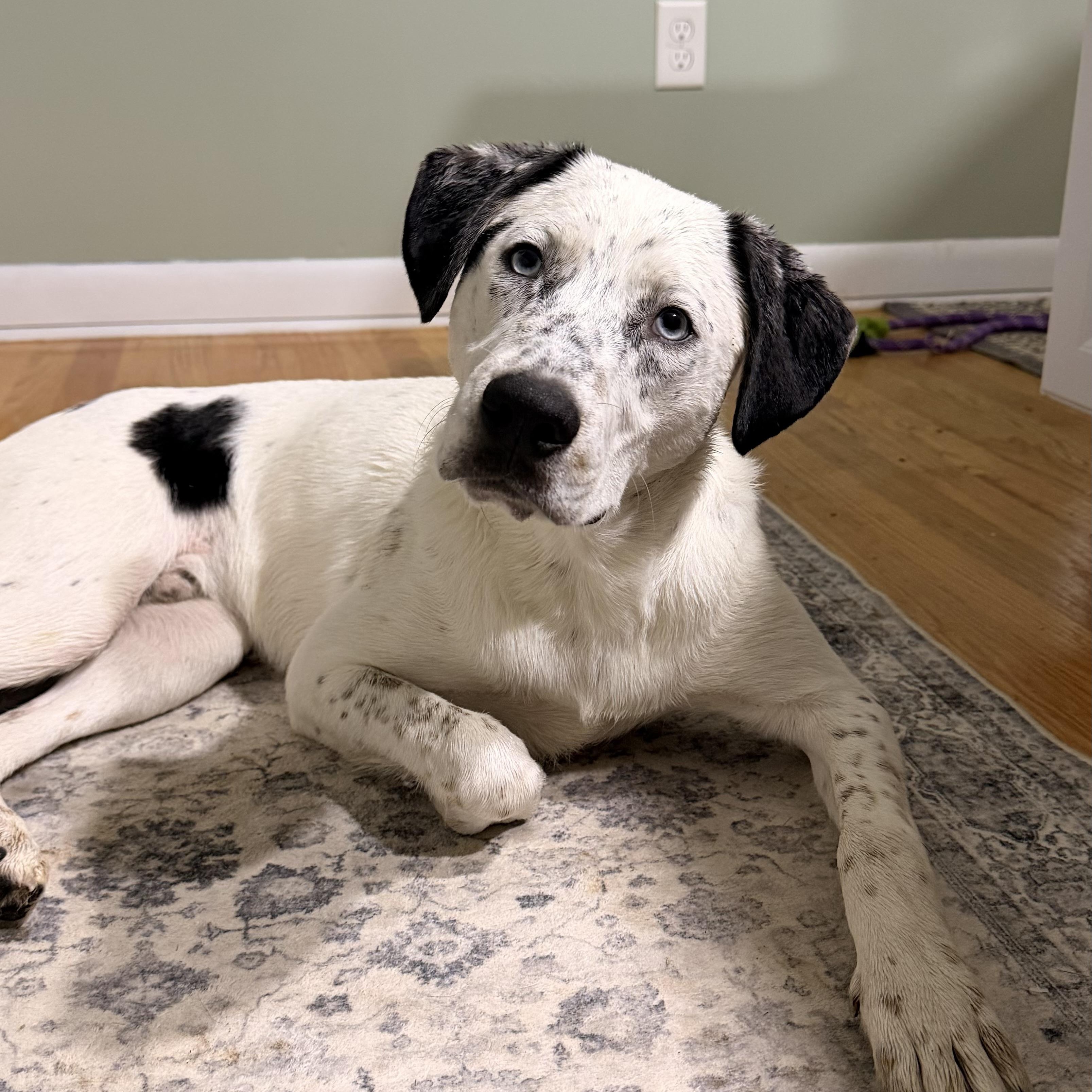 Luke, Adoptable, Young Male Catahoula Leopard Dog & Pointer.