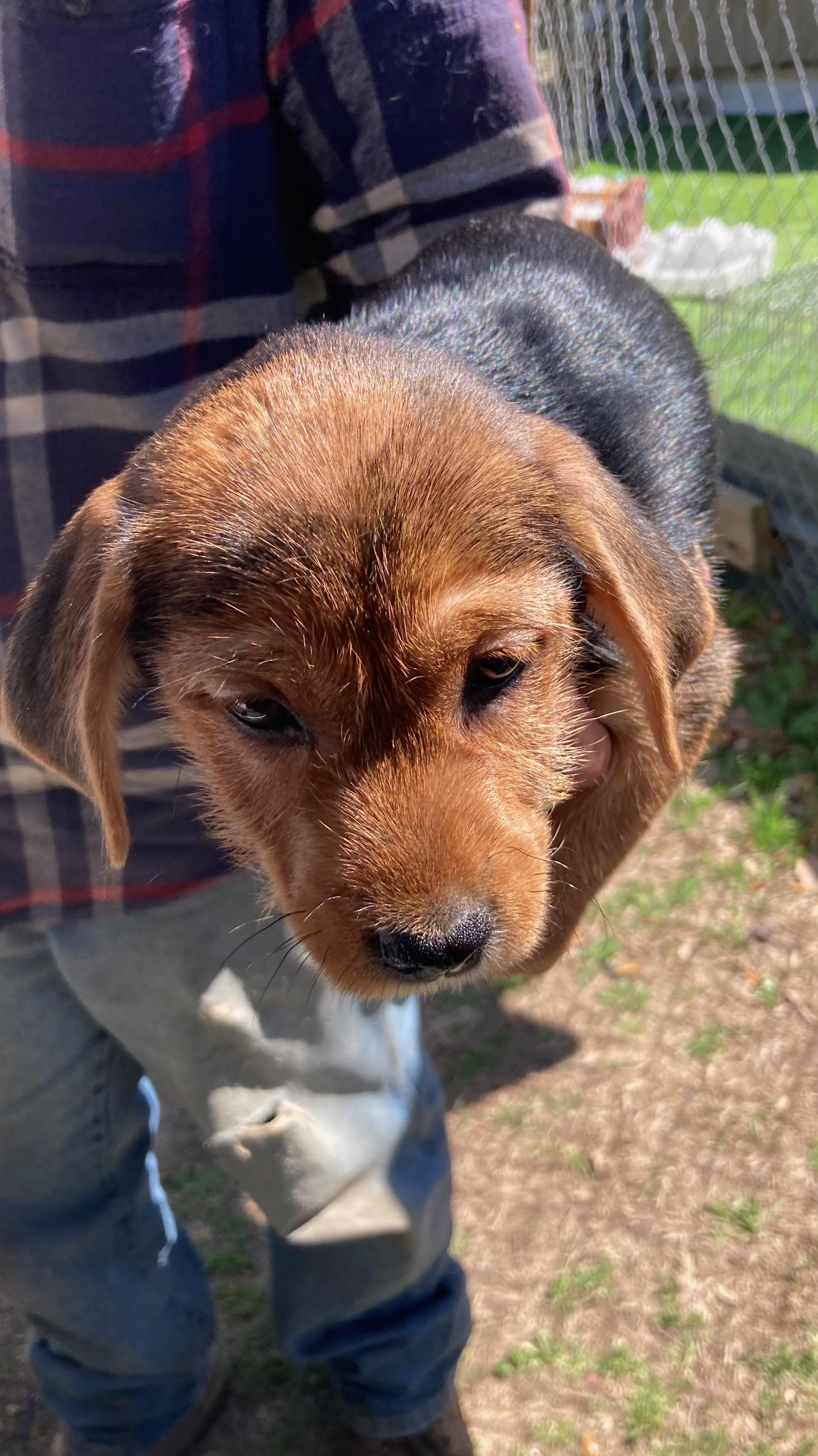 Lovie, adopted, Puppy Female Labrador Retriever.