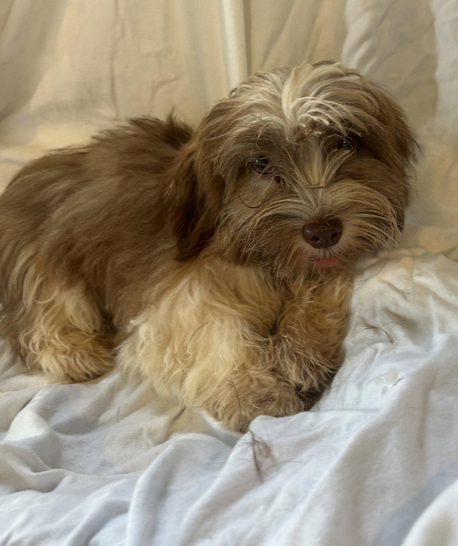 Muffin, Adoptable, Puppy Female Lhasa Apso & Terrier.