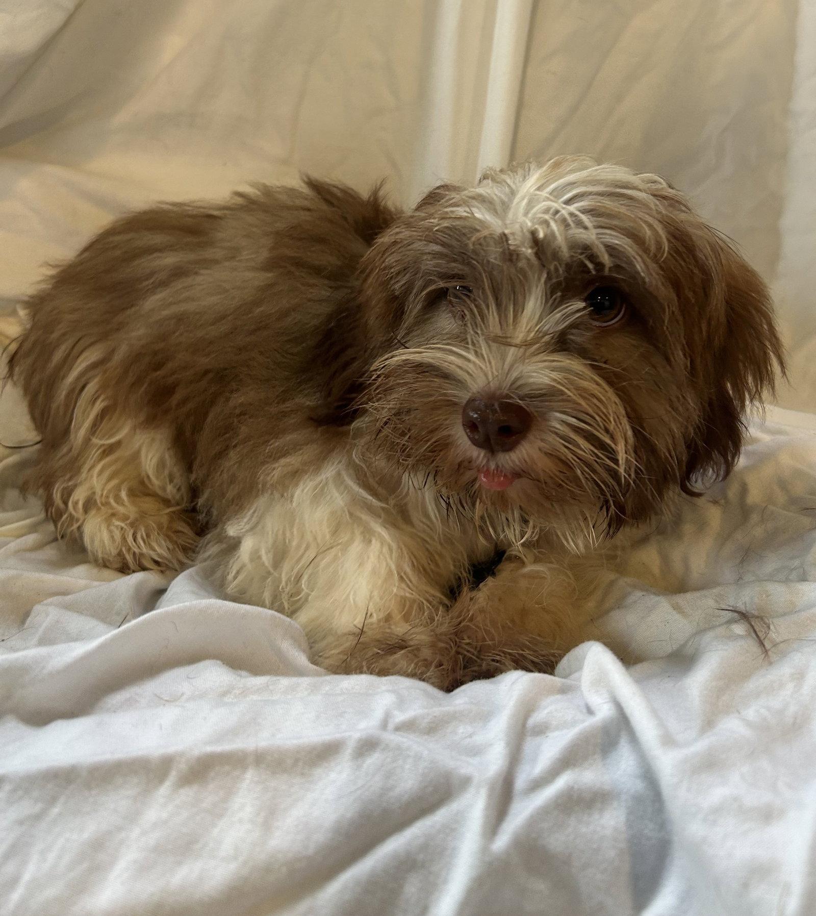 Enlarge Muffin, a Adoptable mixed breed in Pipe Creek, TX image 2/2