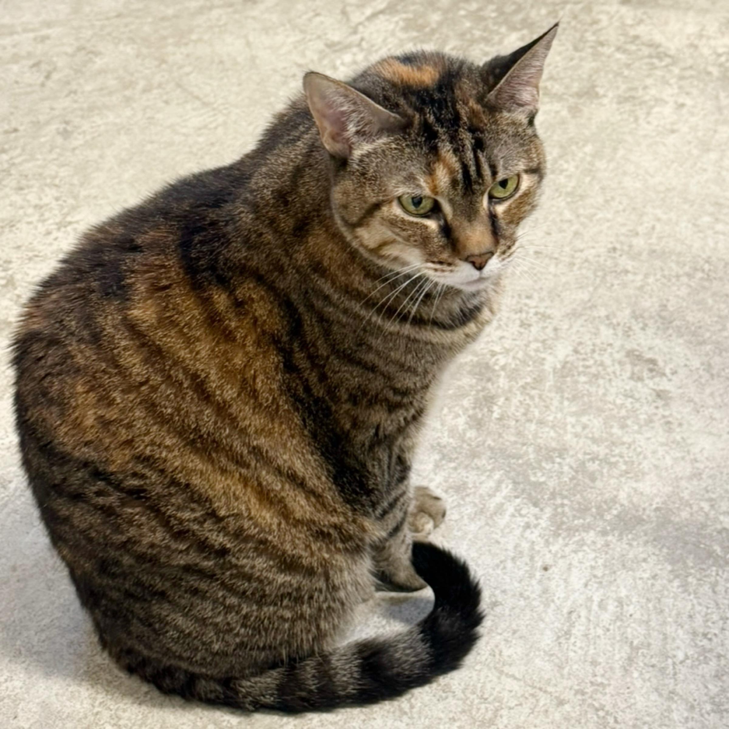 Lily — thumbnail 6