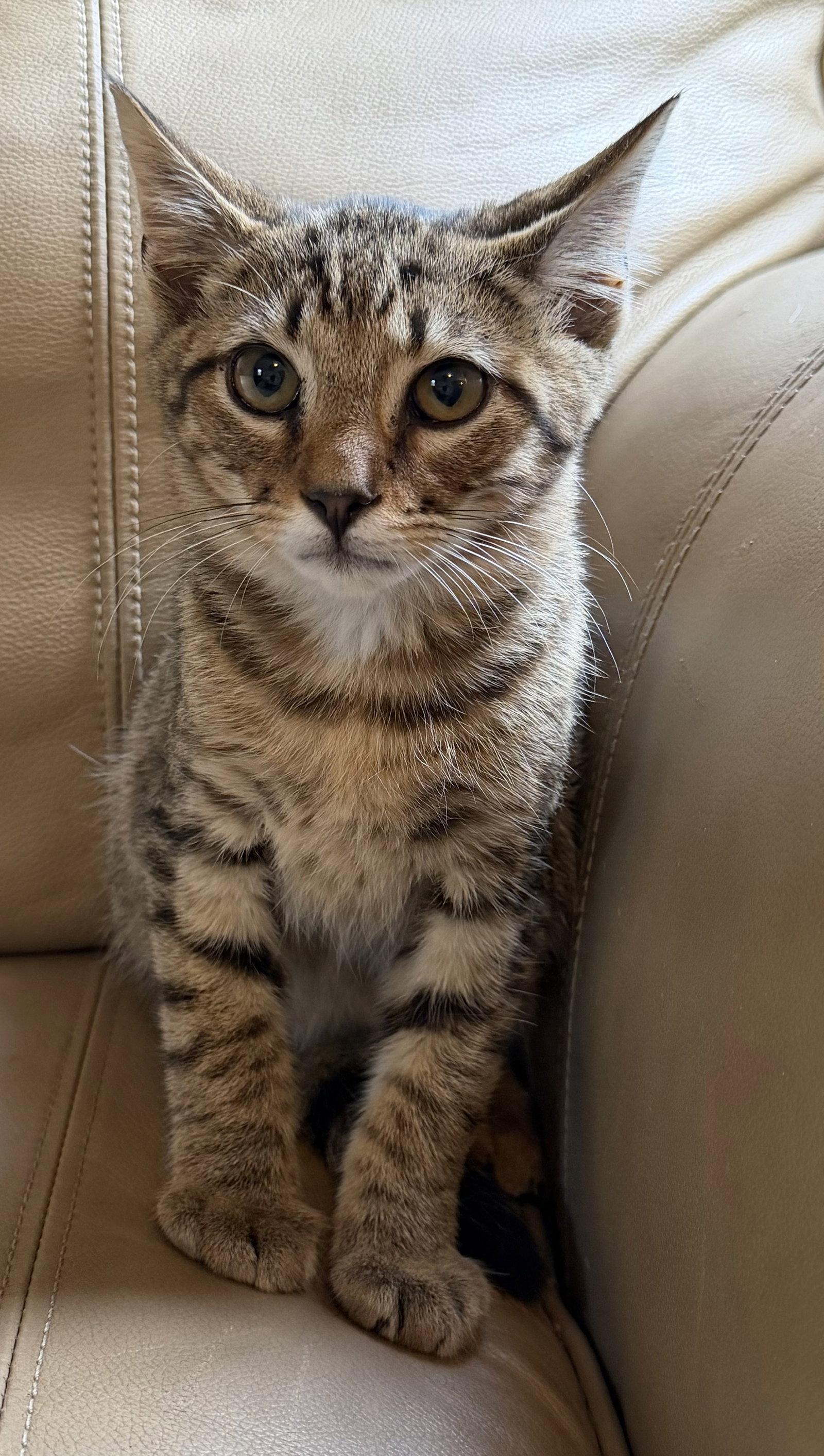 Tigger, Adoptable, Young Male Domestic Short Hair.