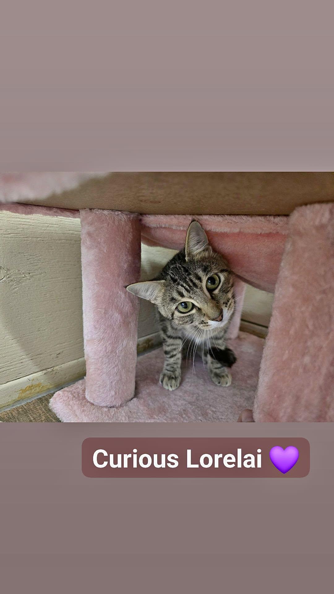 Lorelai, an adoptable Domestic Short Hair in Prineville, OR image 3/3