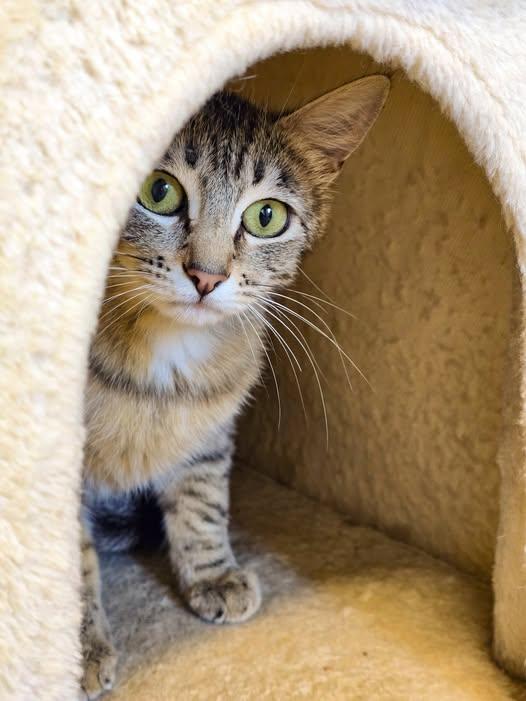 Lorelai, adoptable, Adult Female Domestic Short Hair.