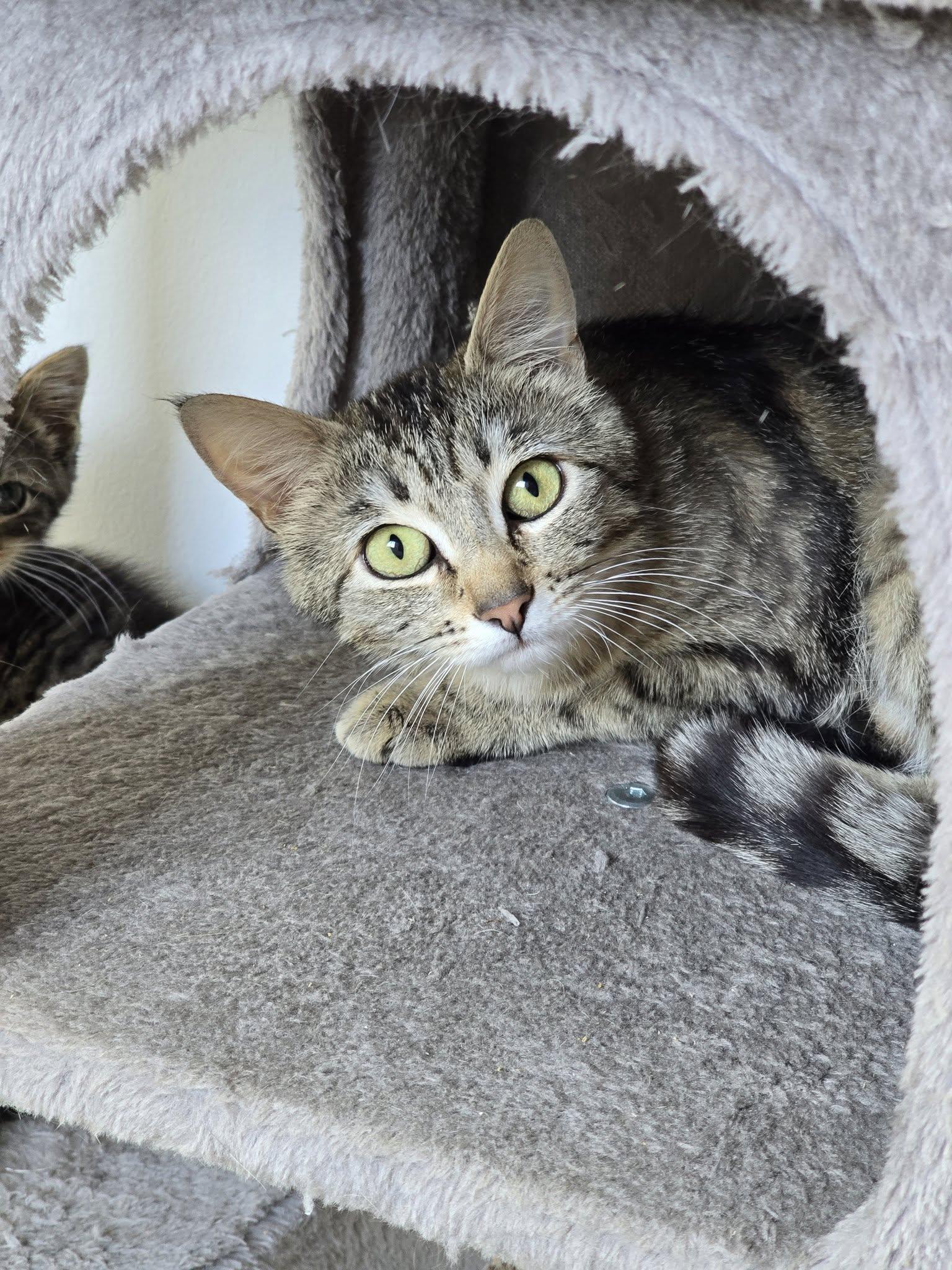 Lorelai, ADOPTABLE, Adult Female Domestic Short Hair.