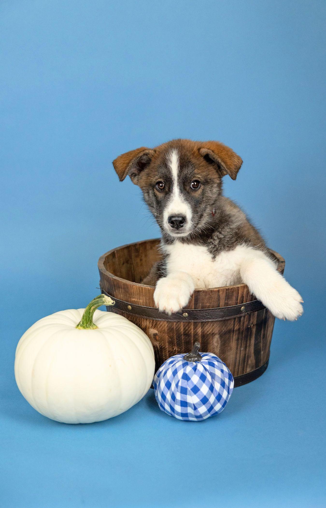 816-26, Adoptable, Puppy Male Husky & Great Pyrenees.