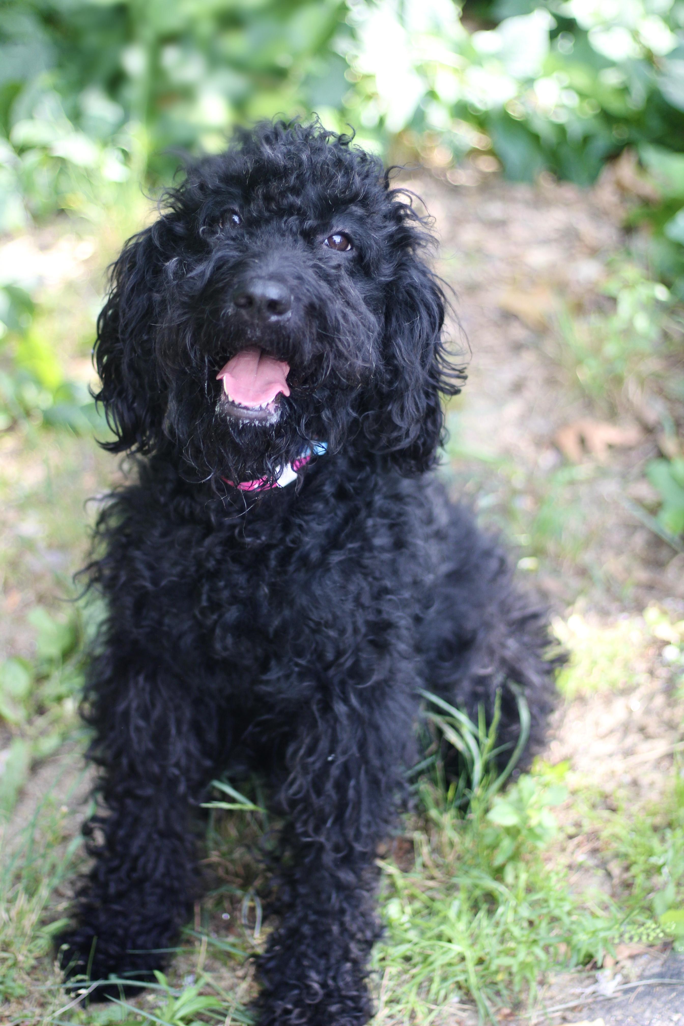 Precious in NH. Come Meet our Adoptable Dogs Wednesday-Saturday. More info in Bio, adopted, Adult Female Poodle.