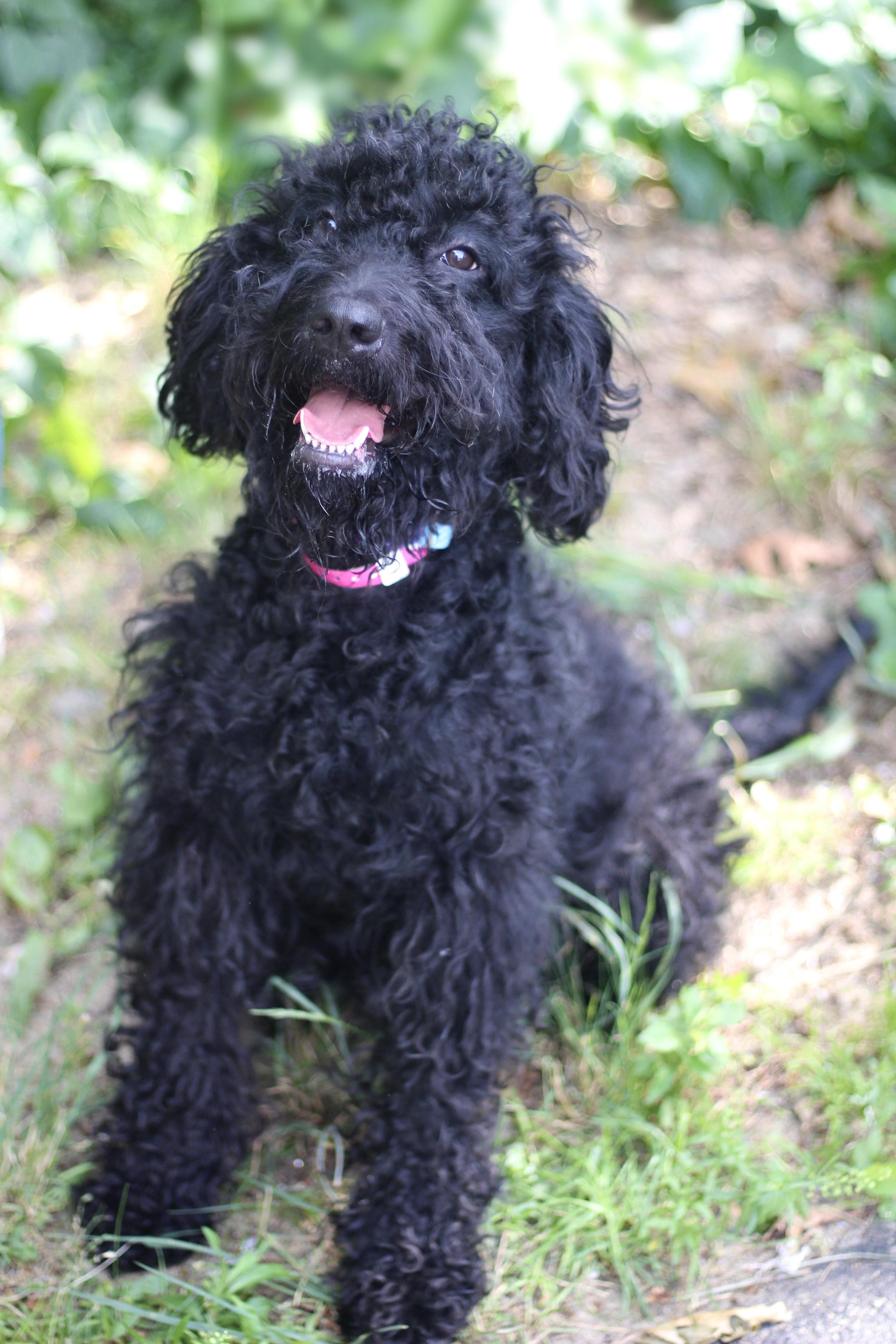 Precious in NH. Come Meet our Adoptable Dogs Wednesday-Saturday. More info in Bio, an adopted mixed breed in Manchester, NH image 2/2