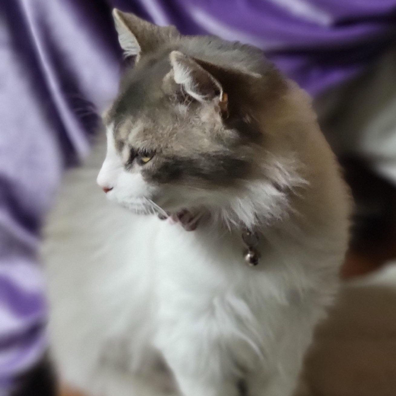 Enlarge Smokie, an adopted mixed breed in Oklahoma City, OK image 3/3