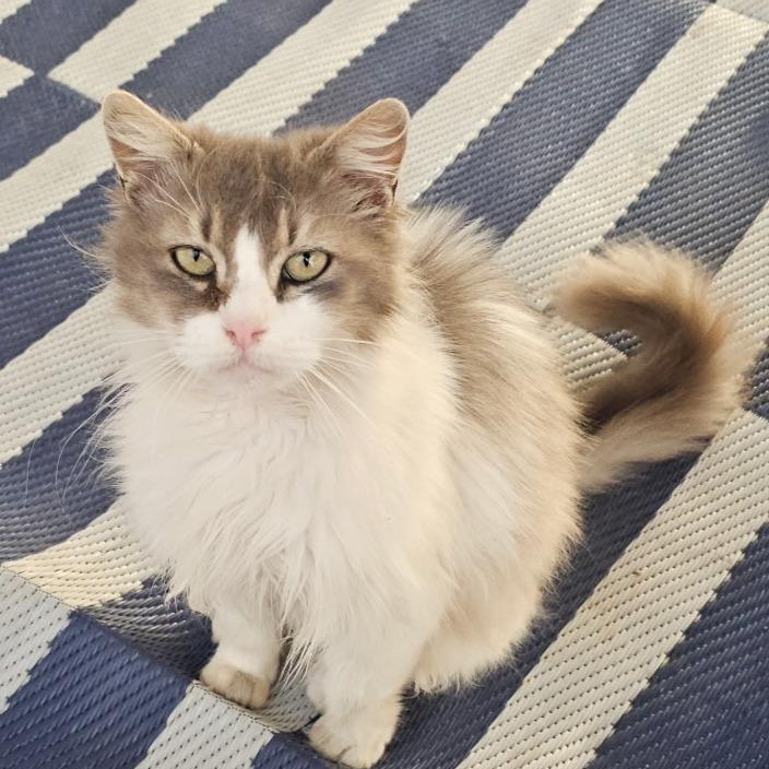 Smokie, adopted, Adult Female Domestic Long Hair.