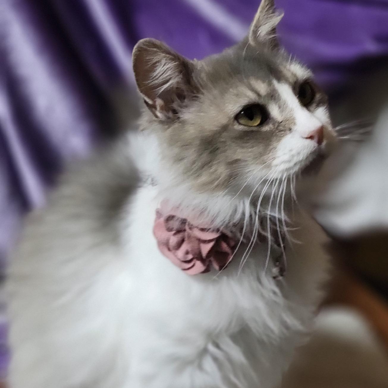 Enlarge Smokie, an adopted mixed breed in Oklahoma City, OK image 2/3