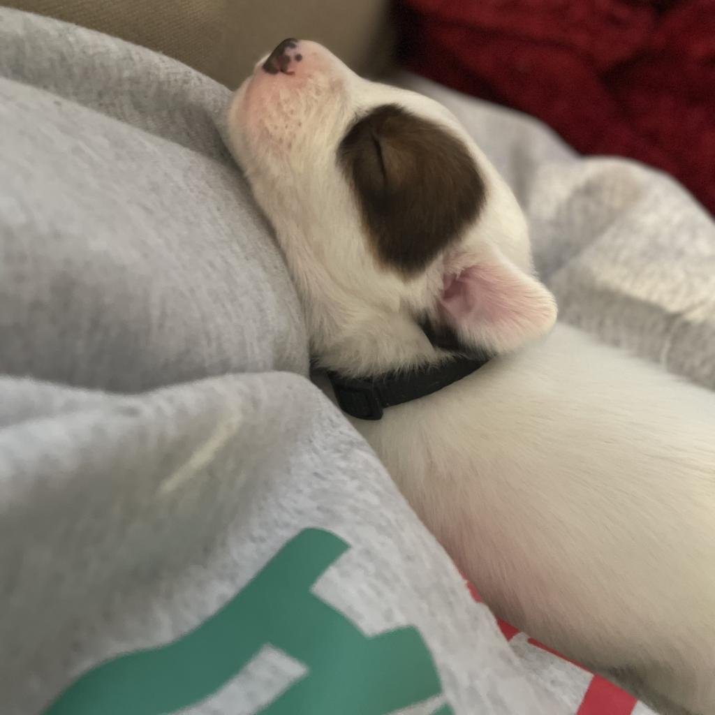 Donner, Adoptable, Adult Male Pit Bull Terrier & Mixed Breed.