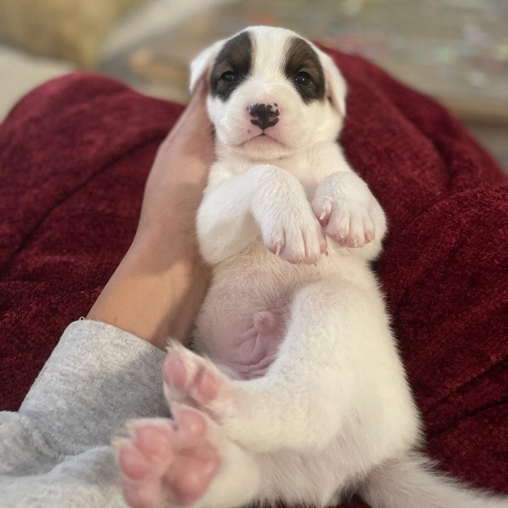 Donner, a Adoptable mixed breed in Pearland, TX image 3/6