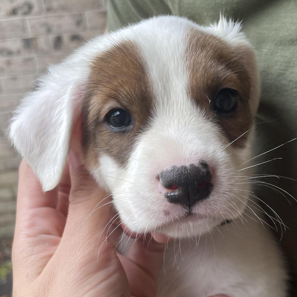 Donner, a Adoptable mixed breed in Pearland, TX image 4/6