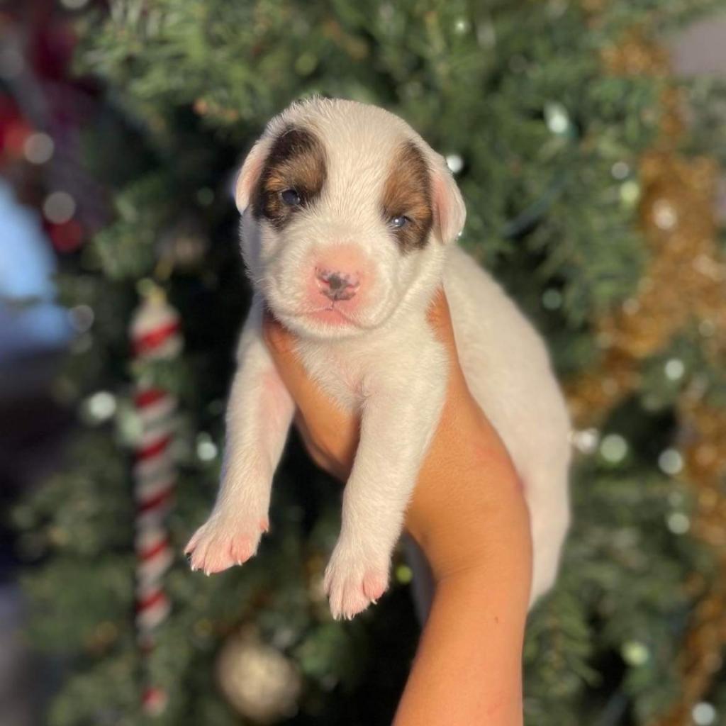 Donner, a Adoptable mixed breed in Pearland, TX image 5/6