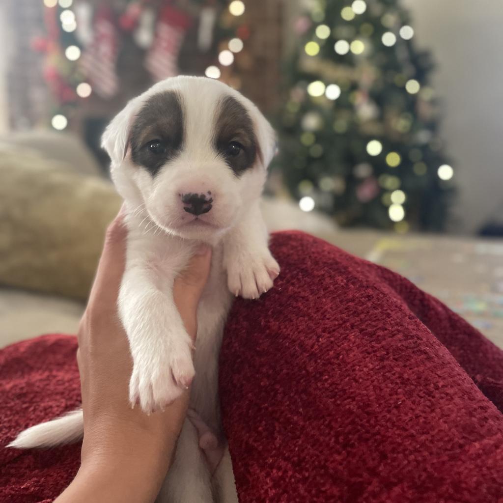 Donner, a Adoptable mixed breed in Pearland, TX image 6/6