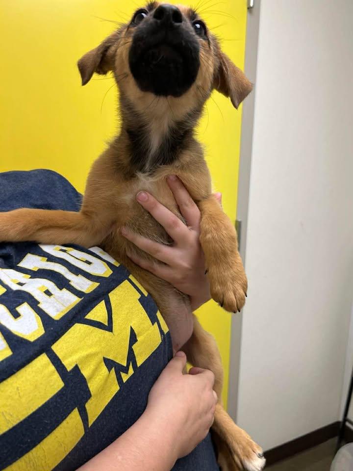 Enlarge Sea Sea, a Adoptable mixed breed in Port Lavaca, TX image 2/5