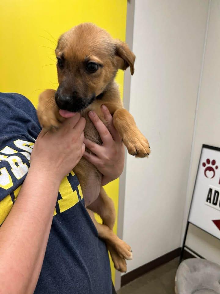 Enlarge Sea Sea, a Adoptable mixed breed in Port Lavaca, TX image 5/5