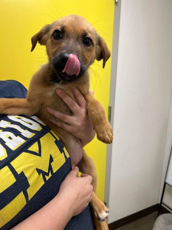 Enlarge Sea Sea, a Adoptable mixed breed in Port Lavaca, TX image 1/5