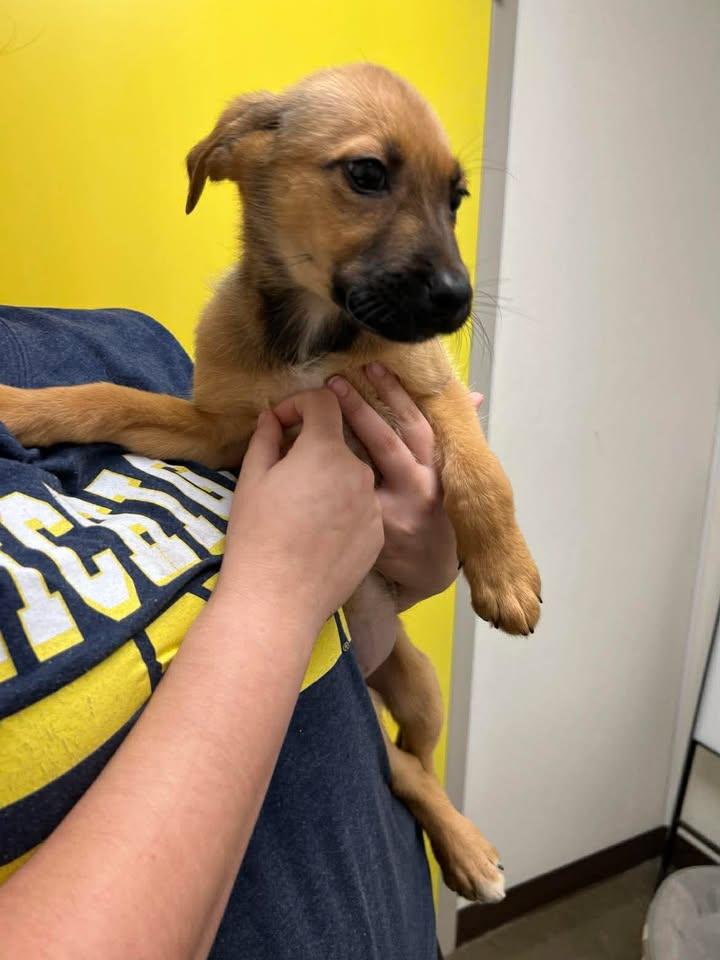 Enlarge Sea Sea, a Adoptable mixed breed in Port Lavaca, TX image 3/5