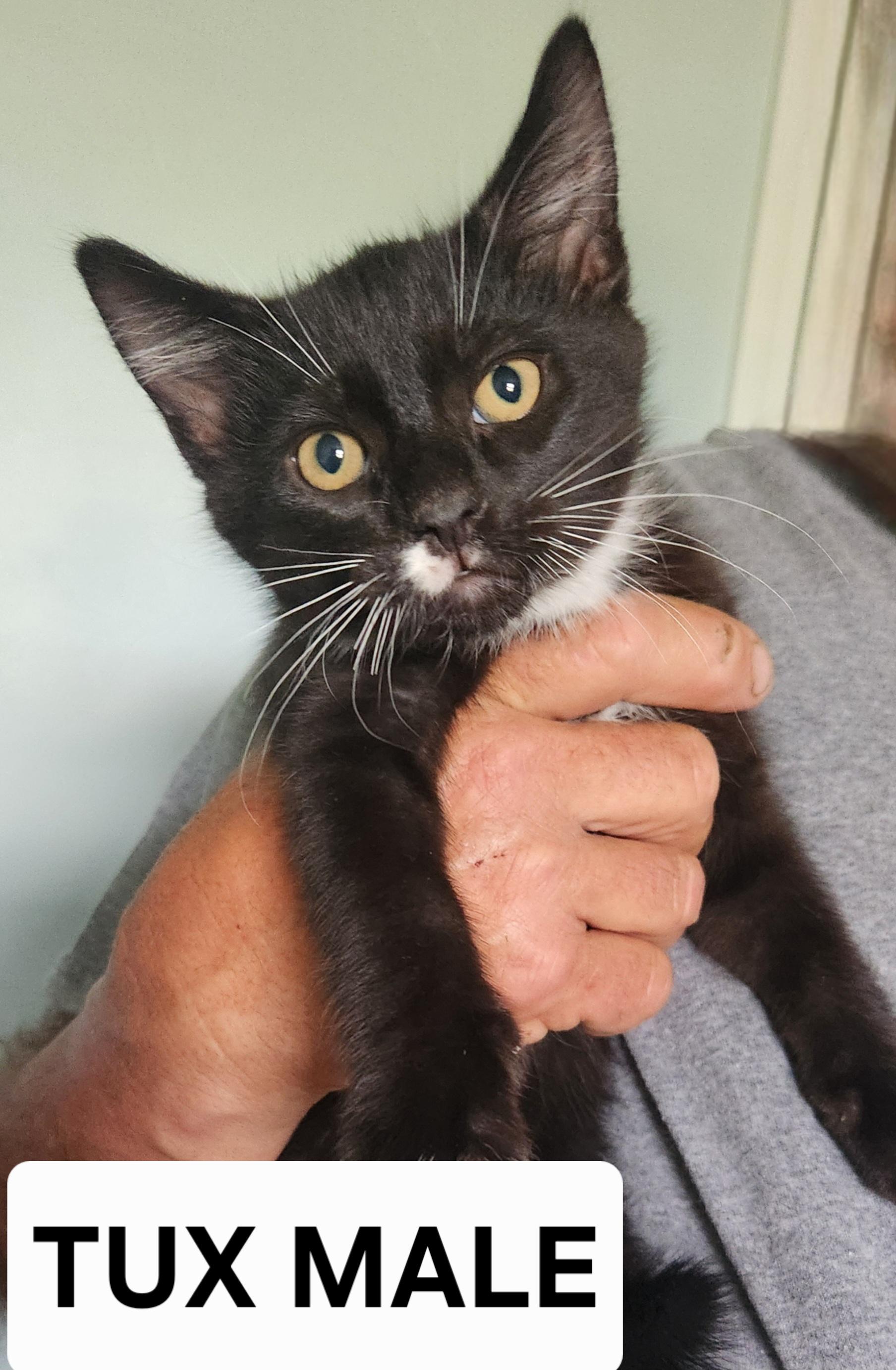 PHANTOM, DICE, TUX, SPICE, SMYDGE, Adoptable, Kitten Male Domestic Short Hair.
