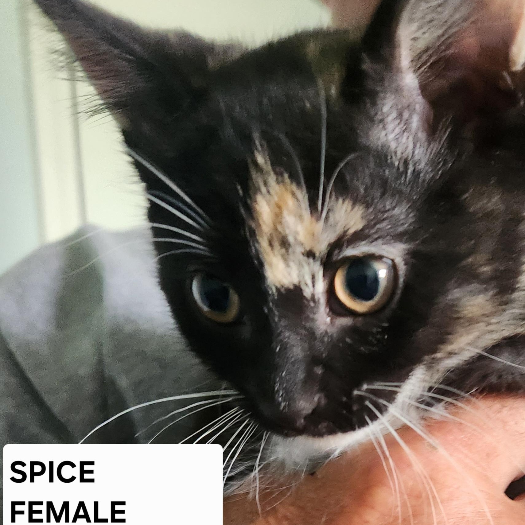 PHANTOM, DICE, TUX, SPICE, SMYDGE, a Adoptable Domestic Short Hair in Evansville, WI image 2/5