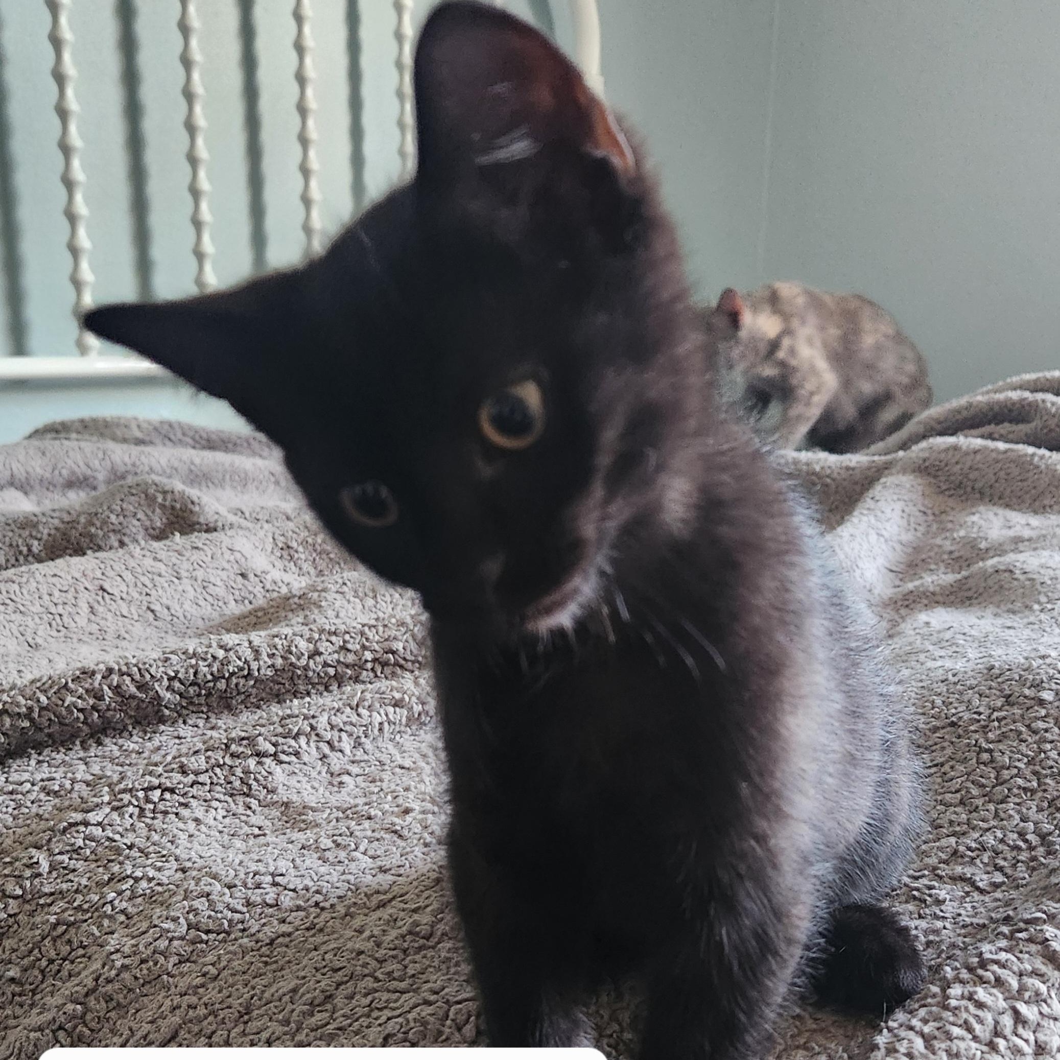 PHANTOM, DICE, TUX, SPICE, SMYDGE, a Adoptable Domestic Short Hair in Evansville, WI image 3/5