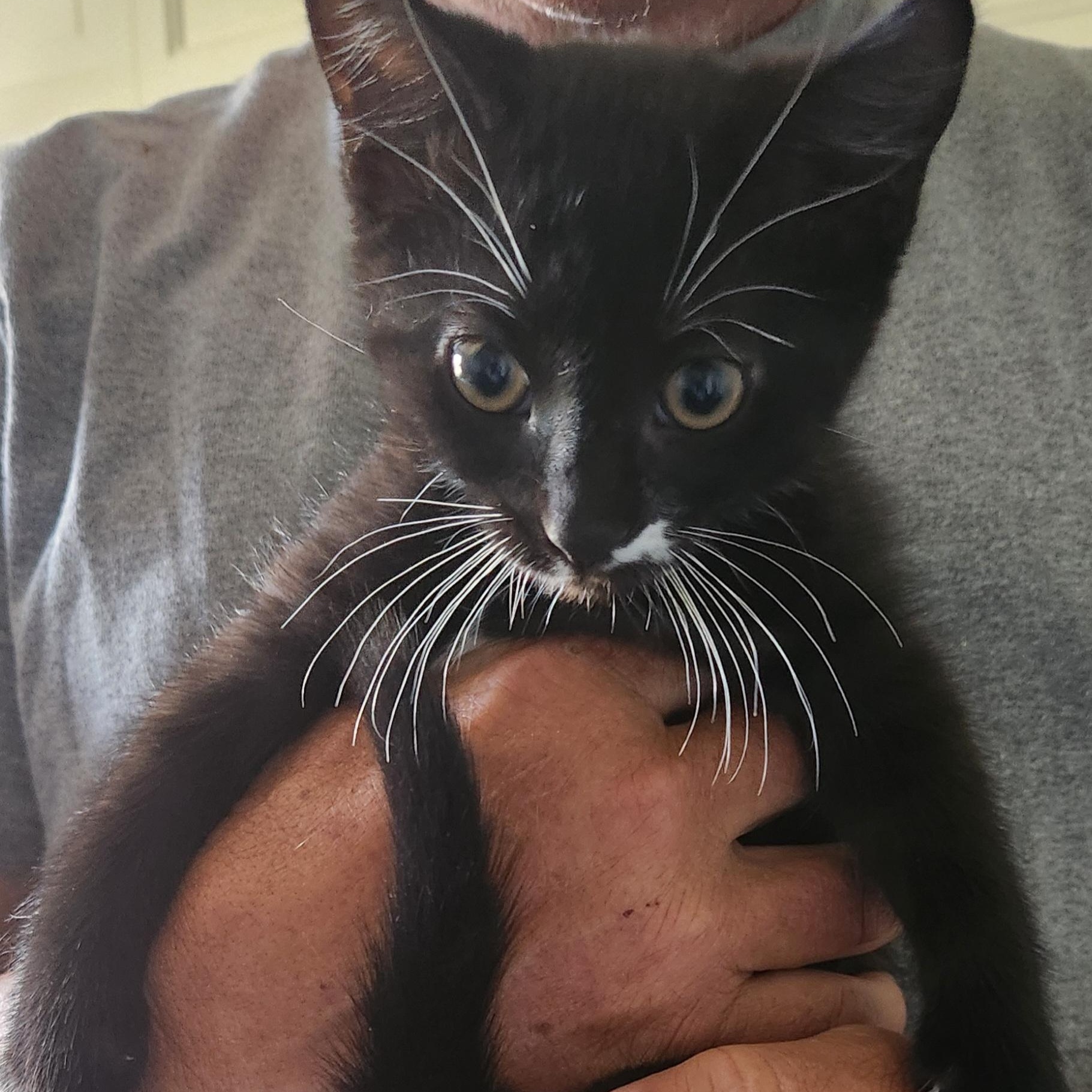 PHANTOM, DICE, TUX, SPICE, SMYDGE, a Adoptable Domestic Short Hair in Evansville, WI image 4/5