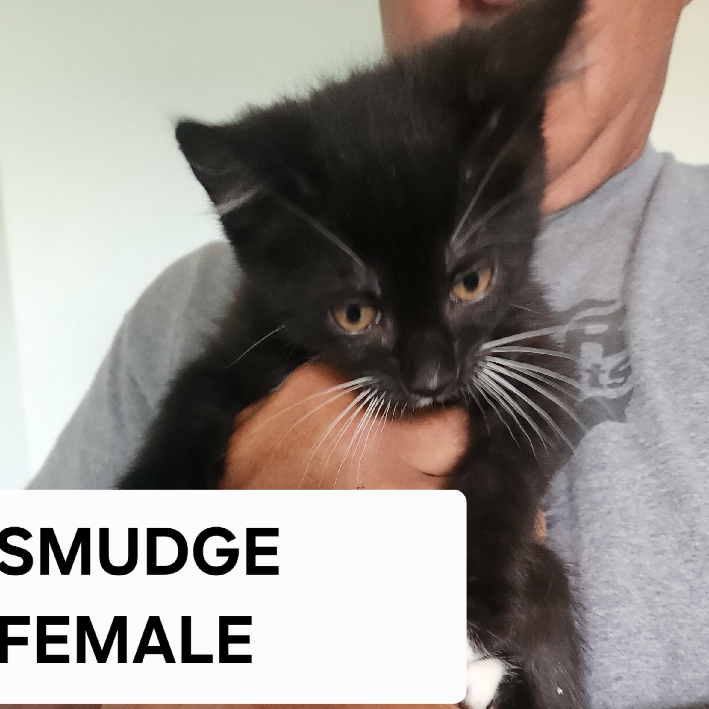 PHANTOM, DICE, TUX, SPICE, SMYDGE, a Adoptable Domestic Short Hair in Evansville, WI image 5/5