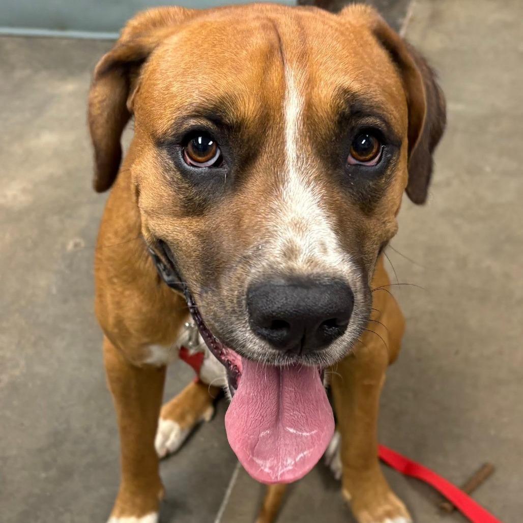 Enlarge Cosmo, a Adoptable Hound in Melbourne, KY image 1/1