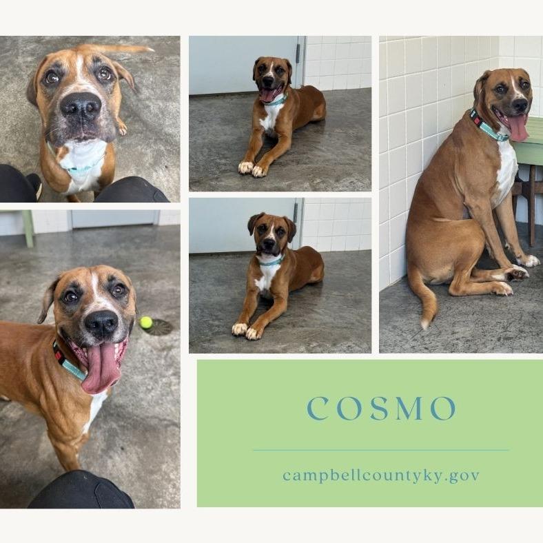 Enlarge Cosmo, a Adoptable mixed breed in Melbourne, KY image 1/1