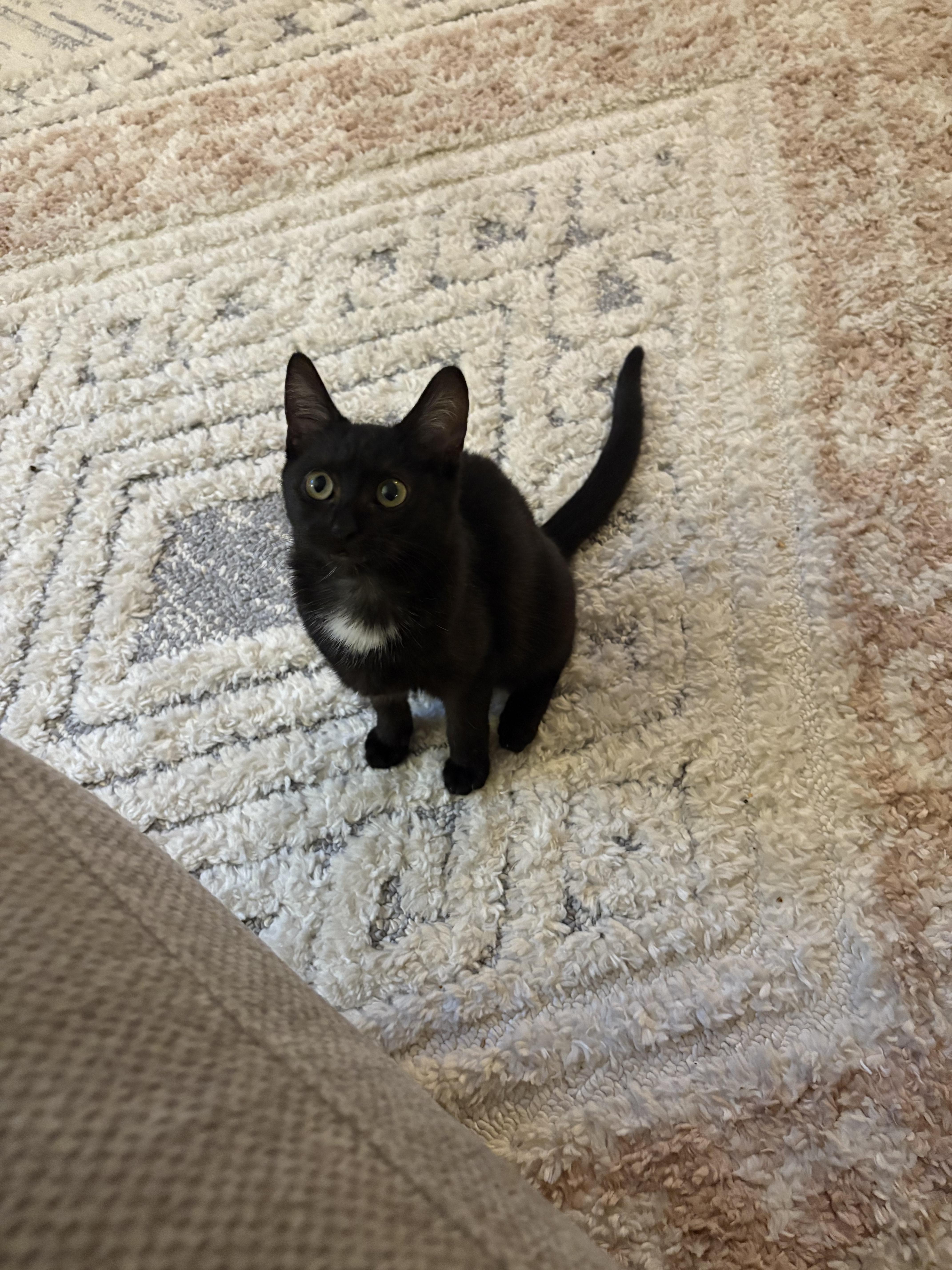 Chia, a Adoptable mixed breed in Poway, CA image 4/5