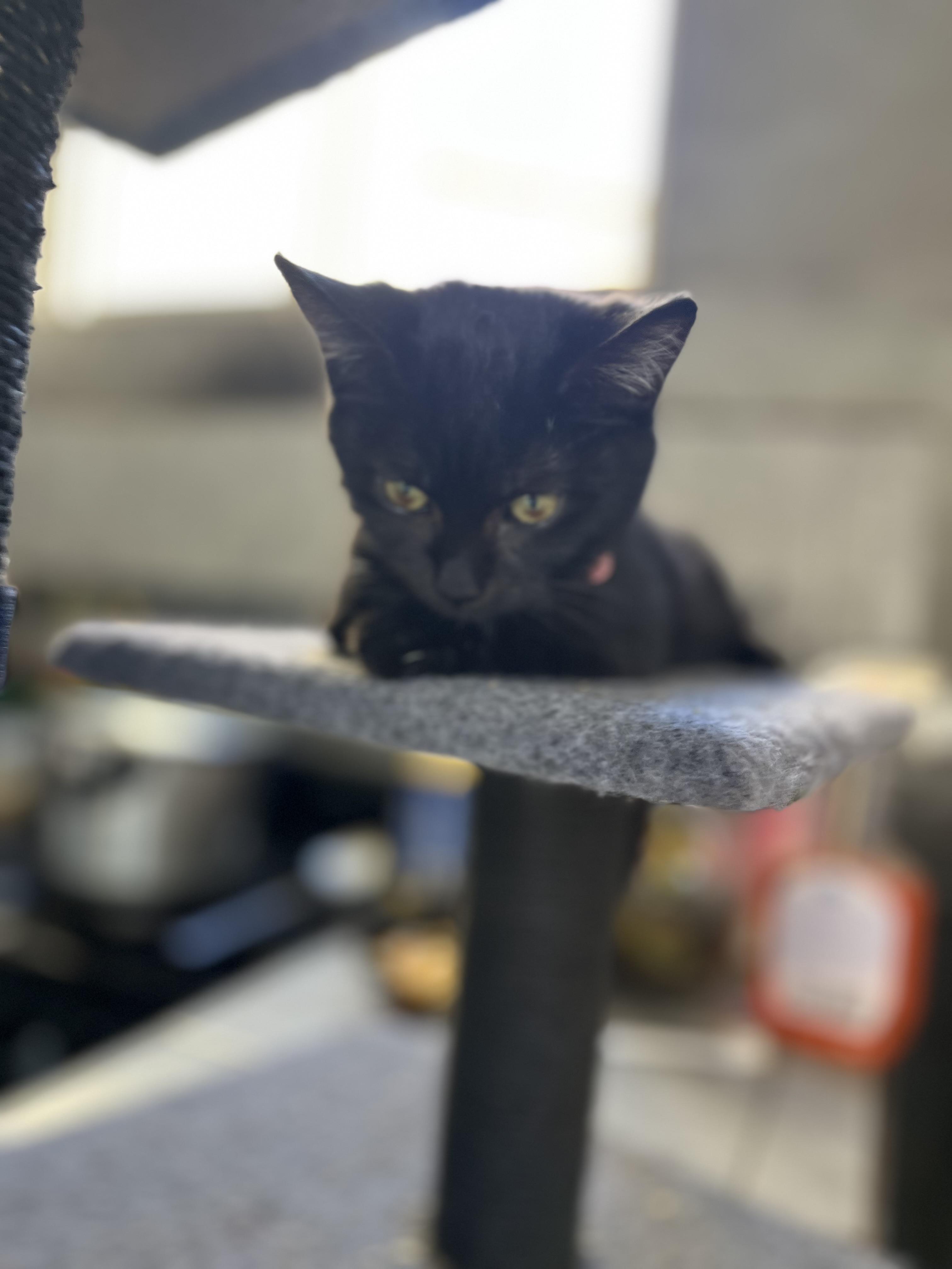 Chia, a Adoptable mixed breed in Poway, CA image 2/5