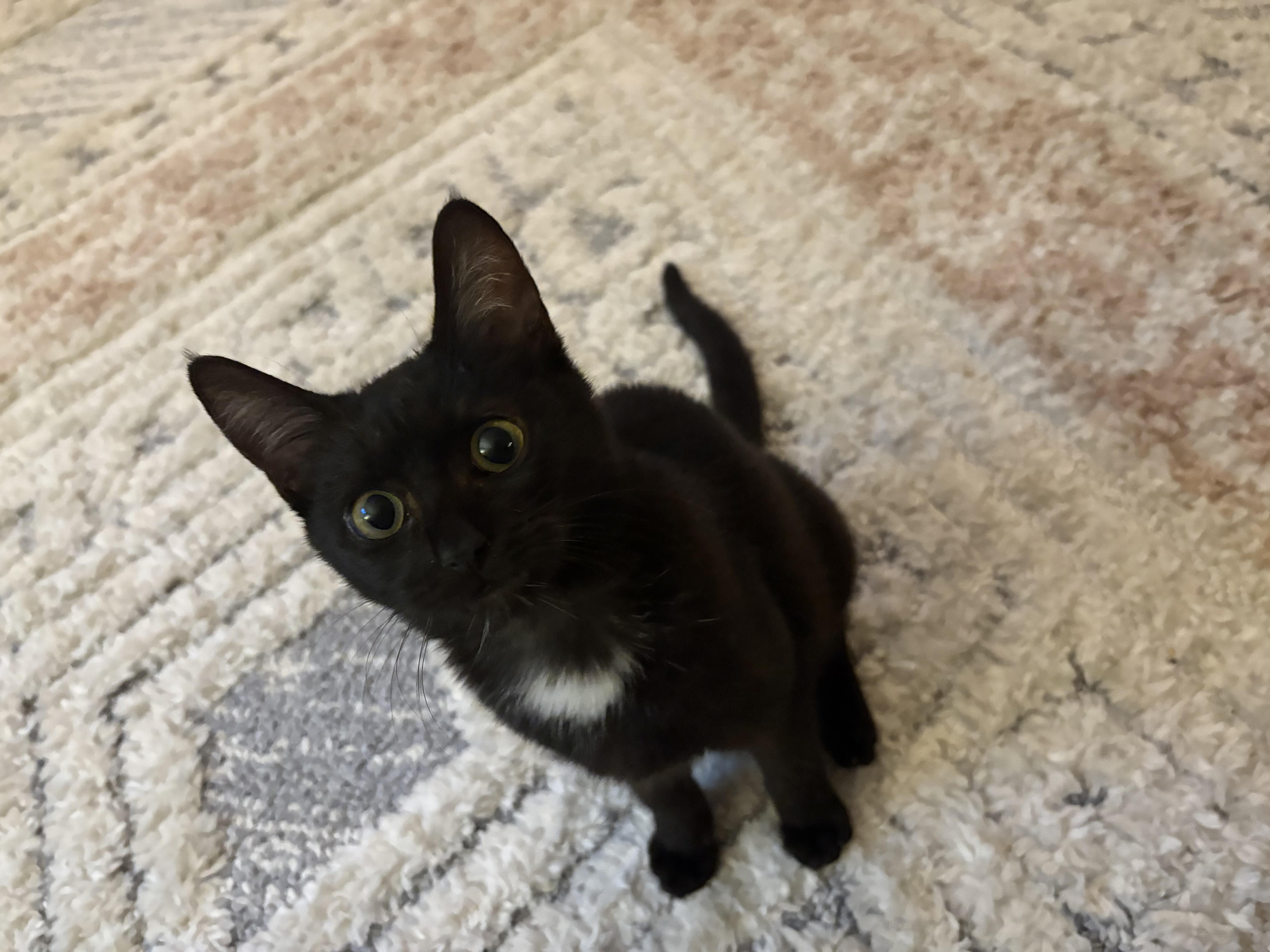 Chia, a Adoptable mixed breed in Poway, CA image 5/5