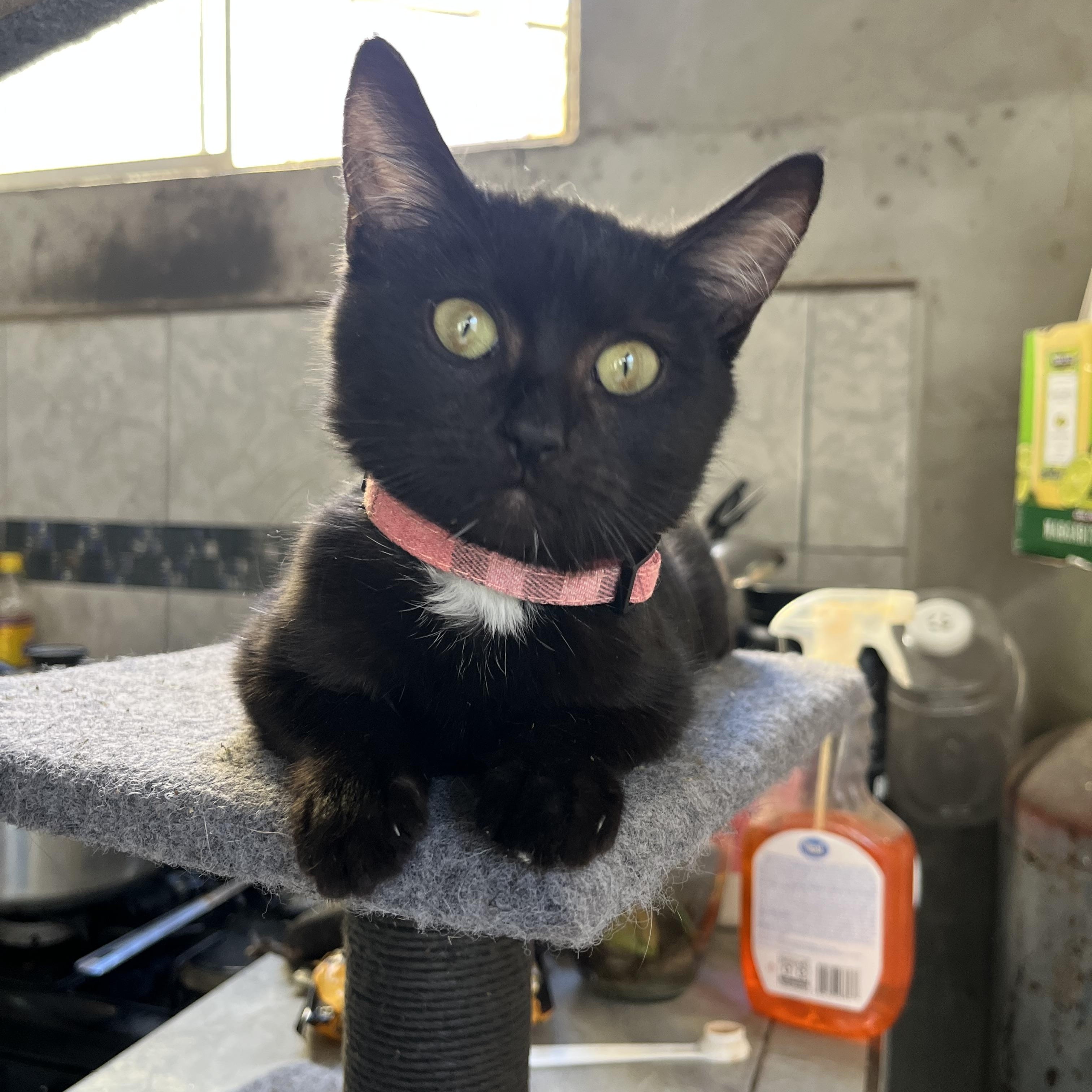 Chia, a Adoptable mixed breed in Poway, CA image 3/5