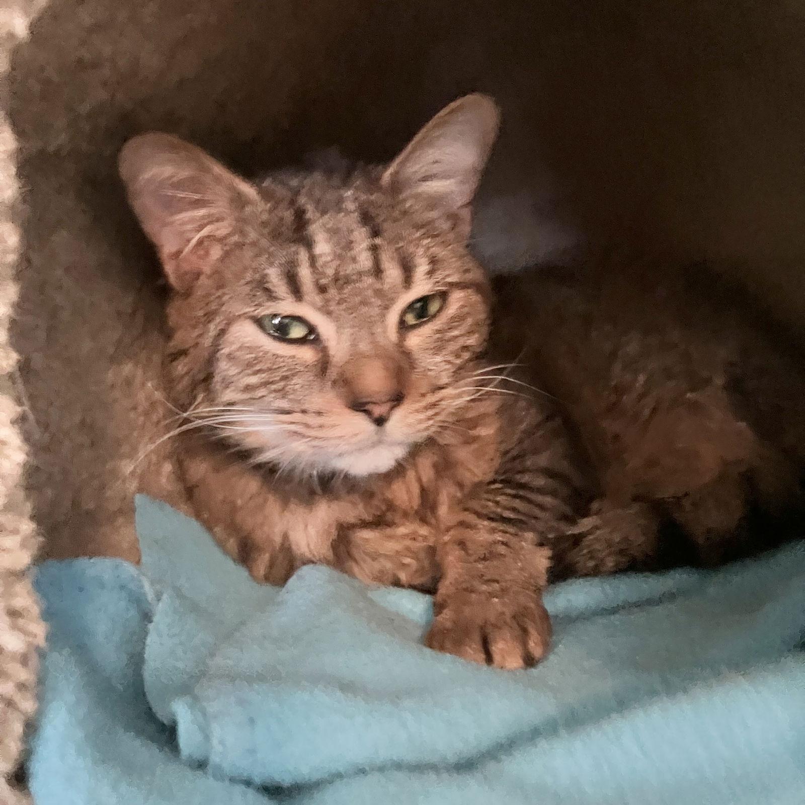 Zorya, Adopted, Adult Female Torbie & Domestic Short Hair.