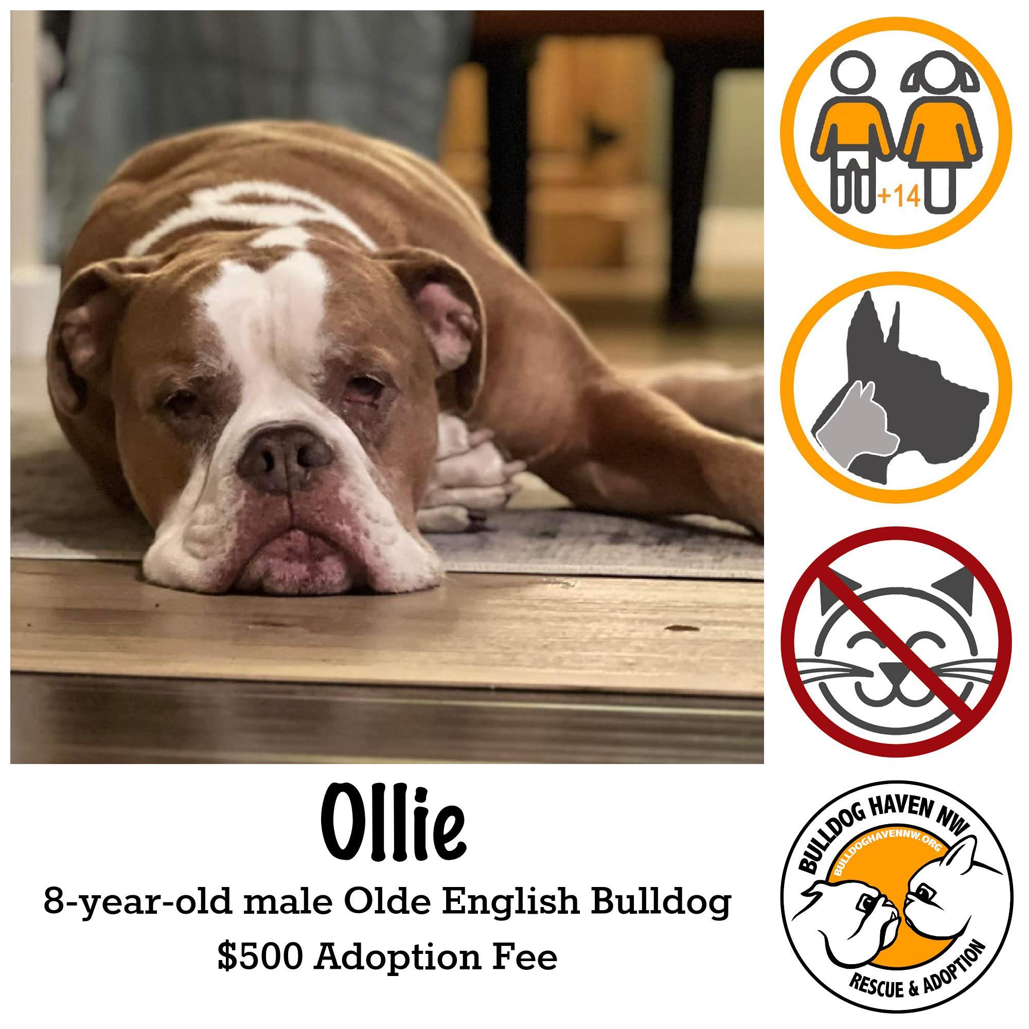 Enlarge OLLIE, an adopted English Bulldog in Bonney Lake, WA image 1/3